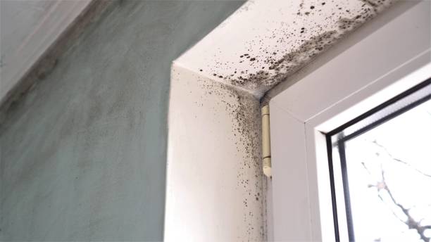 Best Mold Testing  in Kettle Falls, WA