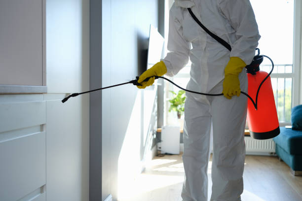 Certified Mold Removal in Kettle Falls, WA
