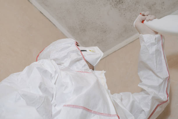 Best Mold Removal Near Me  in Kettle Falls, WA