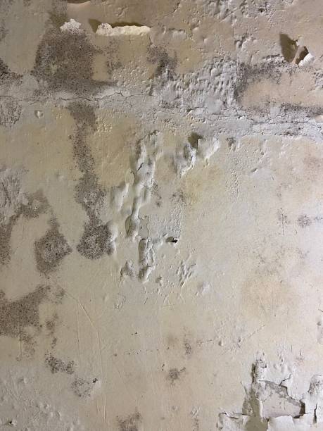 Professional Mold Removal in Kettle Falls, WA
