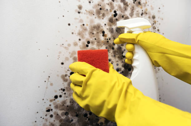 Best Crawl Space Mold Removal  in Kettle Falls, WA