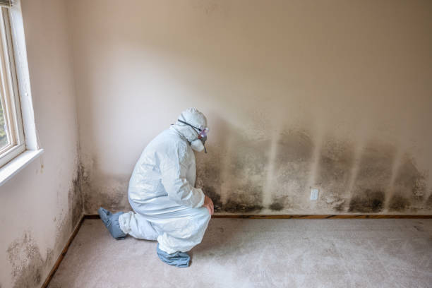 Best Black Mold Removal  in Kettle Falls, WA
