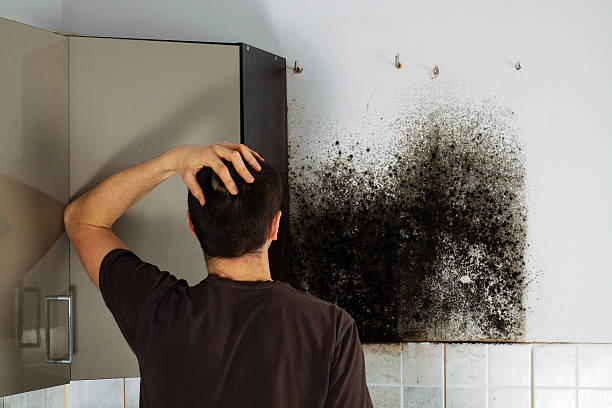 Kettle Falls, WA Mold Removal Company