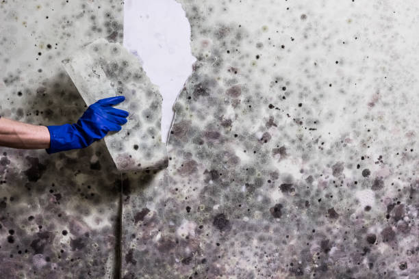 Best Commercial Mold Removal  in Kettle Falls, WA