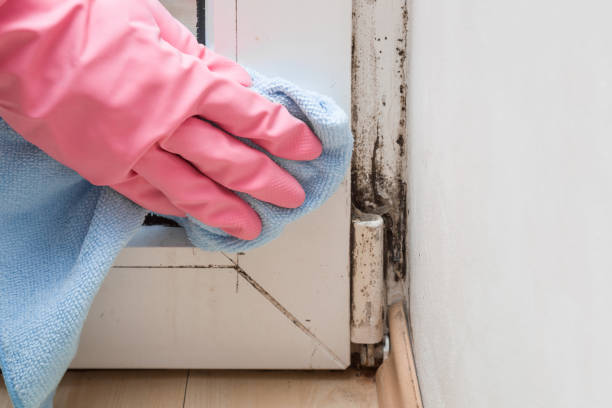 Best Mold Testing  in Kettle Falls, WA