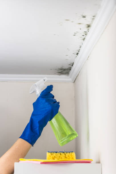 Best Emergency Mold Removal  in Kettle Falls, WA
